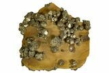 Golden Pyrite on Limonite Clay - Pakistan #337942-1